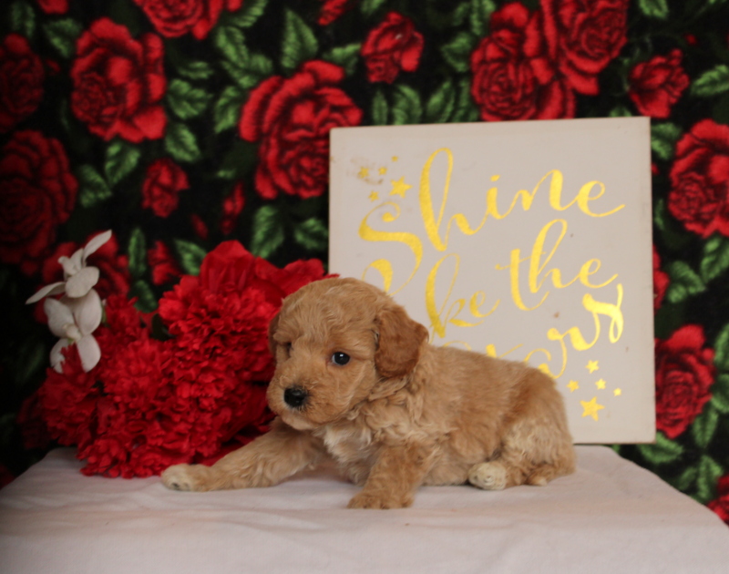 puppy, for, sale, Mini Goldendoodle F2, Matthew B. Stoltzfus, dog, breeder, Gap, PA, dog-breeder, puppy-for-sale, forsale, nearby, find, puppyfind, locator, puppylocator, aca